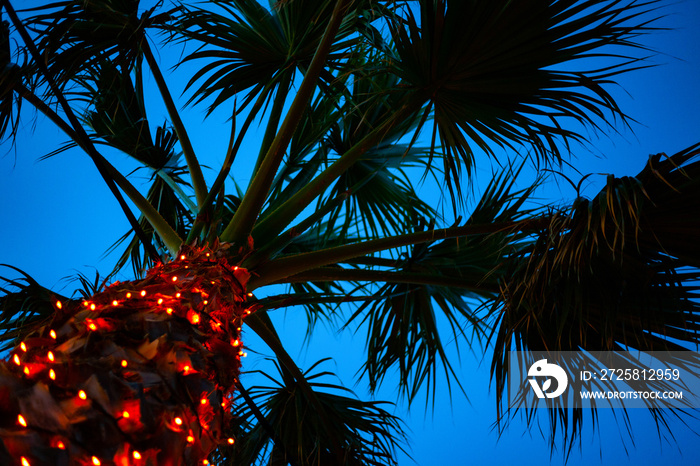 Upward Shot of Tall Palm Tree under Blue Sky. Tiny LED Lights Glittering around the Trunk. Cable Wir