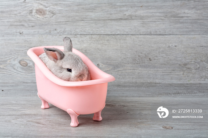 Rabbit in the bathtub placed on a wooden floor. Happy easter Fancy rabbit on a wooden background. Cu