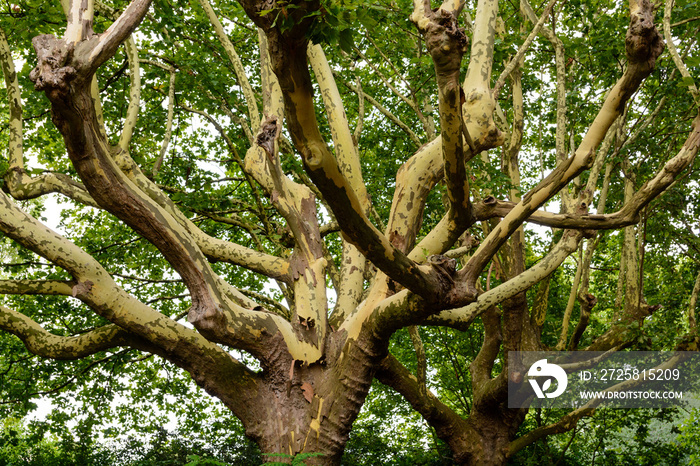 Plane tree with peeling bark