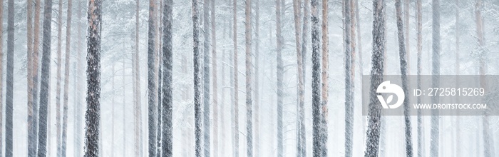 白雪覆盖的森林。暴雪。巨大的树木特写。大气景观。田园风光。Wi