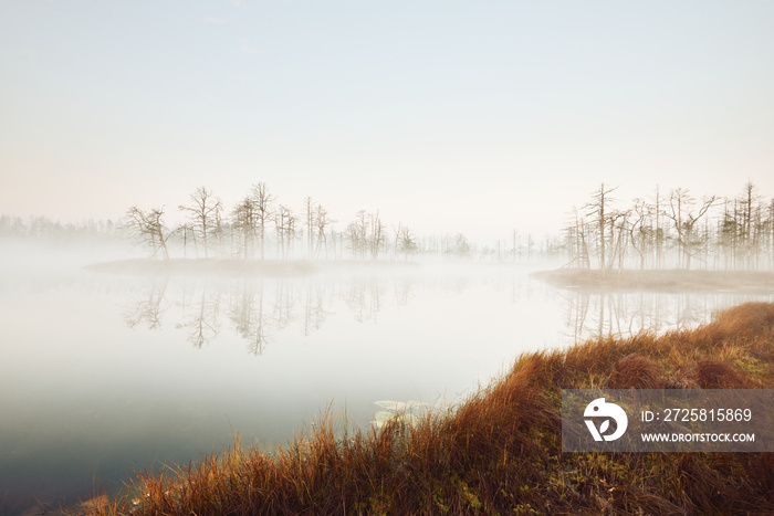 日出时，在神秘的浓雾中，沼泽森林湖。拉脱维亚塞纳斯蒂雷利斯。金色的阳光透过