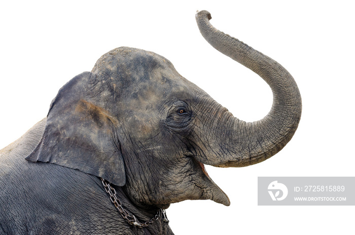 Asian elephant are showing lift (proboscis) on a white background, isolated.