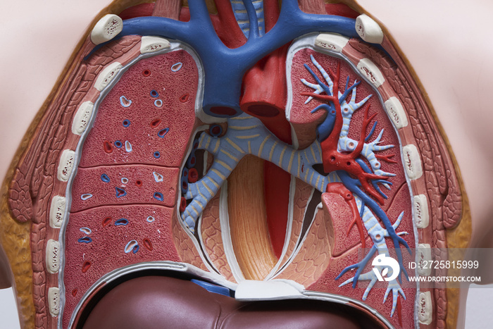 Close-up view of human chest model