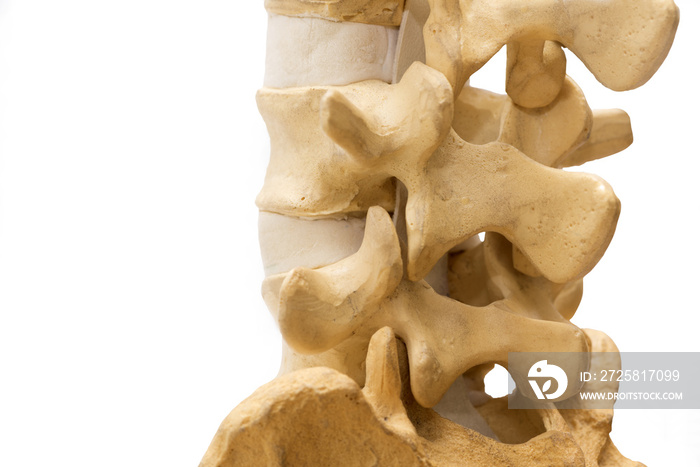 白色背景下孤立的腰椎模型