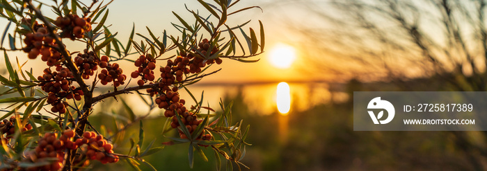 Sea buckthorn in front of the Markkleeberger Lake at sunset