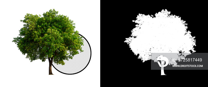 isolated tree on transparent picture background with clipping path, single tree with clipping path a
