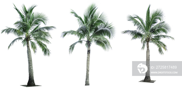 一套白色背景上隔离的椰子树，用于广告装饰建筑。总结