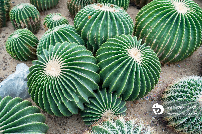 植物园里的仙人掌