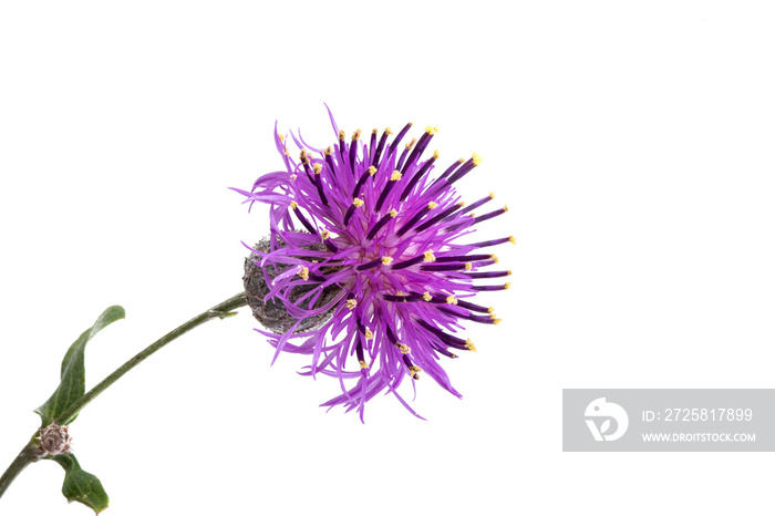 thistle flower isolated