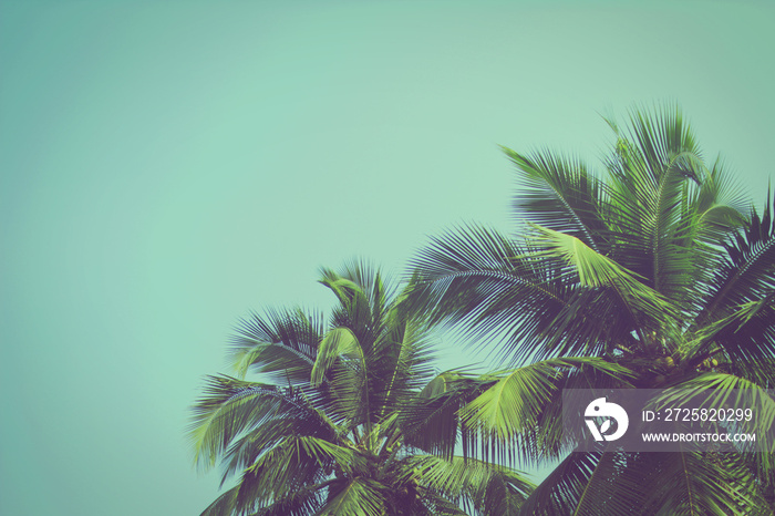 Coconut palm trees at tropical beach vintage filter