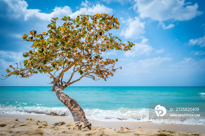 牙买加内格里尔，蓝色水绿色海洋的海浪冲上岸，海滩旁的一棵孤独的树