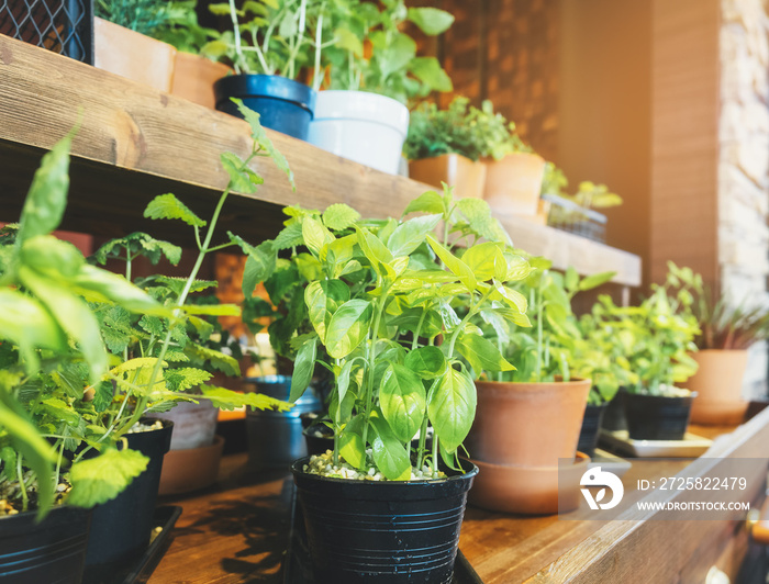 Holy Basil Herb Plant pots on wooden shelf Vegetable Home garden