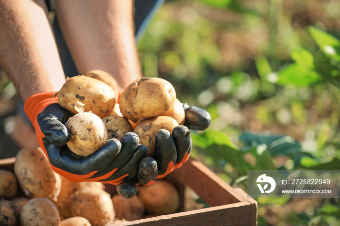 Male farmer with gathered potatoes in field, closeup