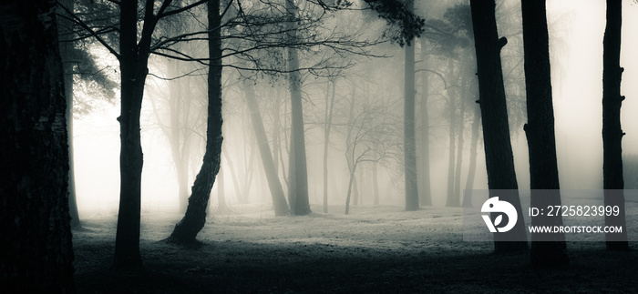 A spooky scenery of a trees. Halloween themed landscape. Foggy morning during the first snow.