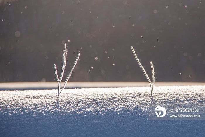 ダイヤモンドダストが舞う冬の雪原