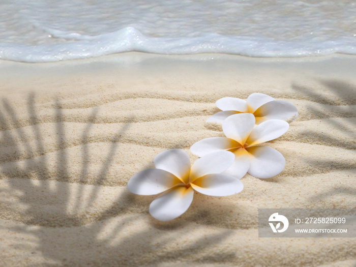 棕榈阴影下海滩上的三朵皇冠花