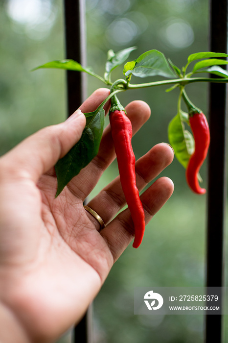 在花园里，黑人妇女双手拿着成熟的红辣椒干