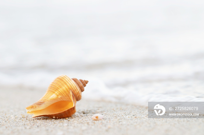 beautiful sea shell on sand with wave of on the beach over seascape in the under sunset sun light.