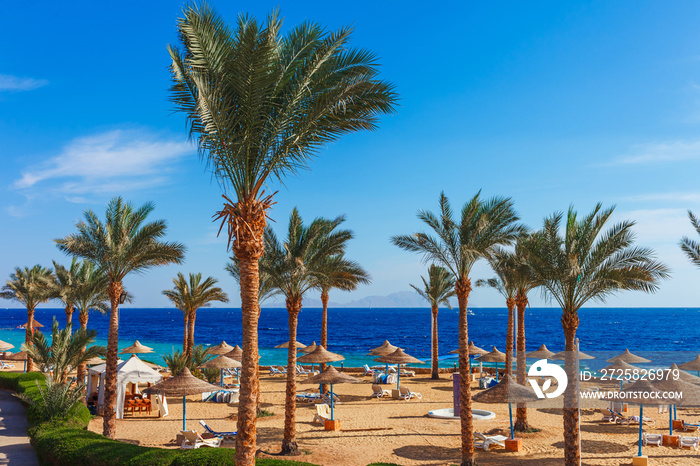 Sunny resort beach with palm tree at the coast shore of Red Sea in Sharm el Sheikh, Sinai, Egypt, As