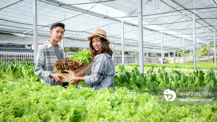 Farmer harvesting vegetable organic salad, lettuce from hydroponic farm for customers