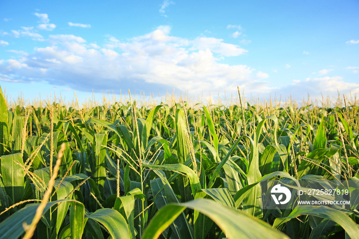 Green corn field on summer day