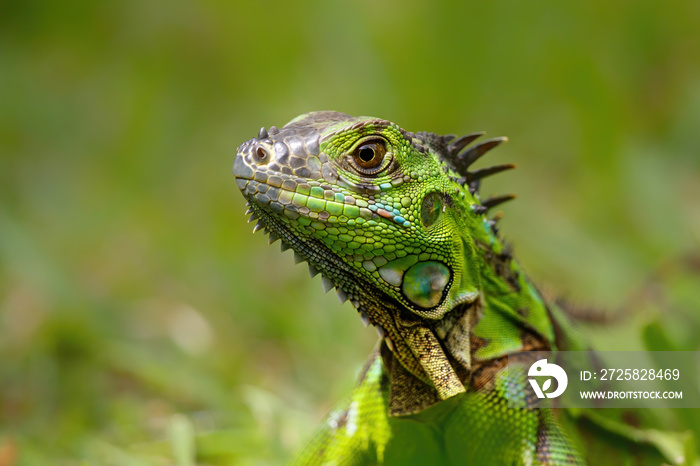 Green Iguana (Iguana iguana) in Tortuguero National Park, Costa Rica, Central America.