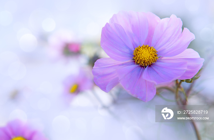 A closeup shot of pink Cosmos flower isolated on blur background.