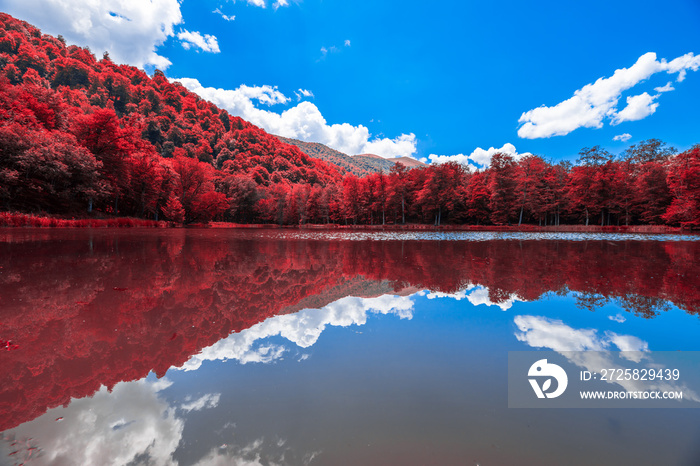 color forest with lake