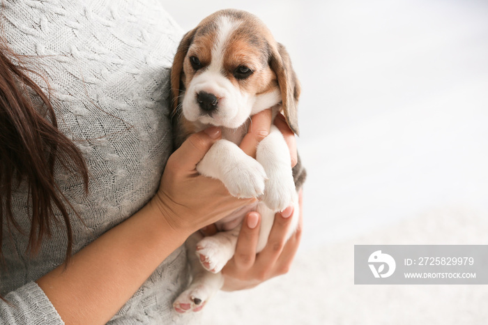 主人家里有一只可爱的小猎犬