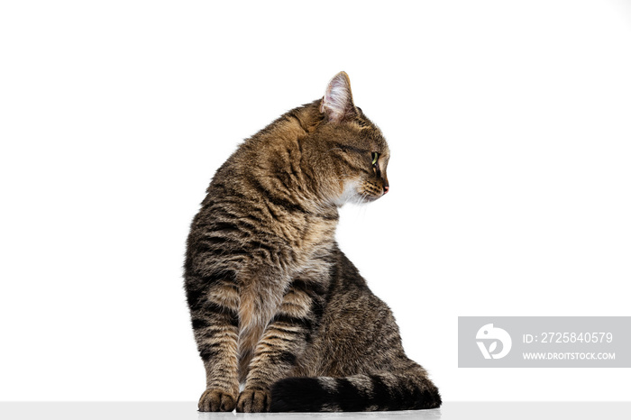 Portrait of beautiful grey-brown purebred cat sitting on floor isolated on white studio background. 