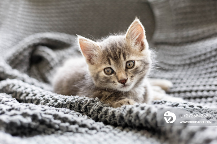 棕色条纹小猫睡在针织羊毛灰色格子布上。可爱的毛茸茸的小猫。舒适的家。
