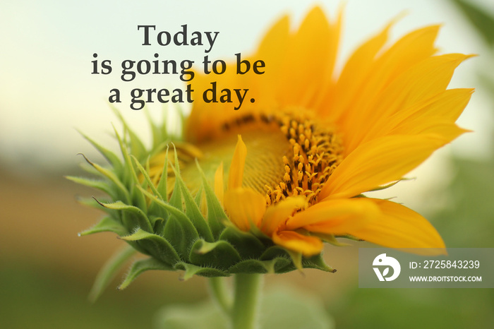 Inspirational quote - Today is going to be a great day. With young sunflower in bloom in the garden 
