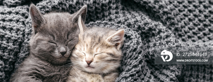 Couple kittens in love sleep nap on soft knitted gray blanket. Portrait cats rest in bed. Feline lov