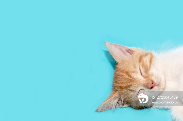 可爱的橙色小猫睡觉。虎斑猫宝宝仰卧在蓝色背景上。