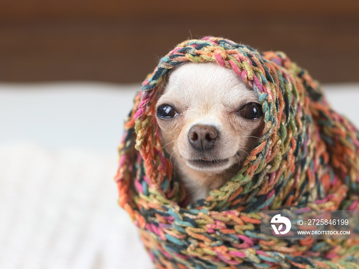 Close up image of white Chihuahua dog in cold day , cover with  scarf