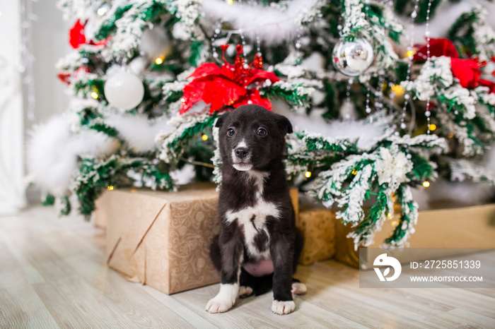 cute puppy Christmas present under the tree