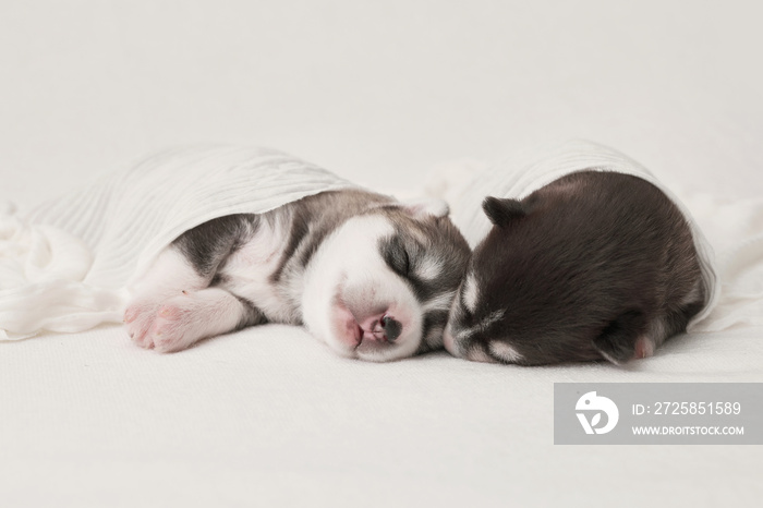 1天大的西伯利亚哈士奇幼犬。哈士奇犬繁殖。兽医概念，动物园