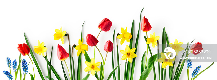 Tulip, daffodil and blue muscari spring flowers creative banner