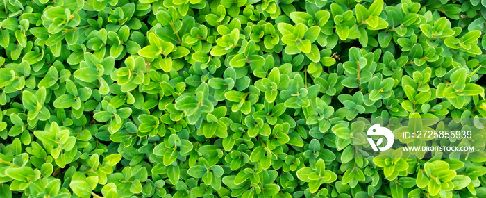 green boxwood twigs with visible details. background or texture