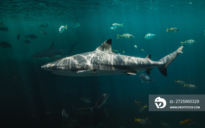 Blacktip reefs shark swimming in deep and dark green water.