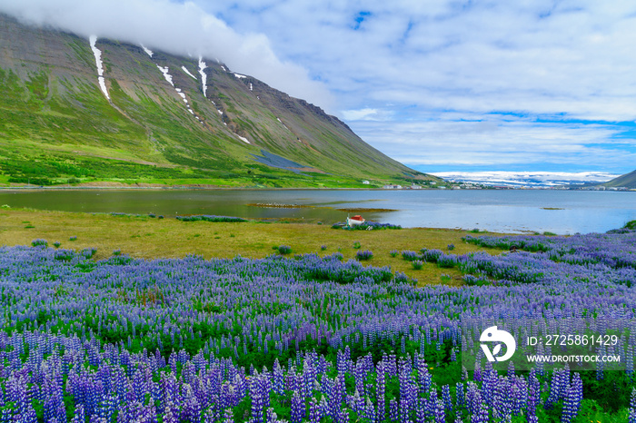 View of Isafjordur town