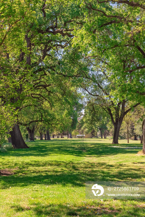 Toulumne River Trees in Modesto California