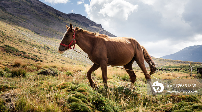  horse grazing in mapuche community