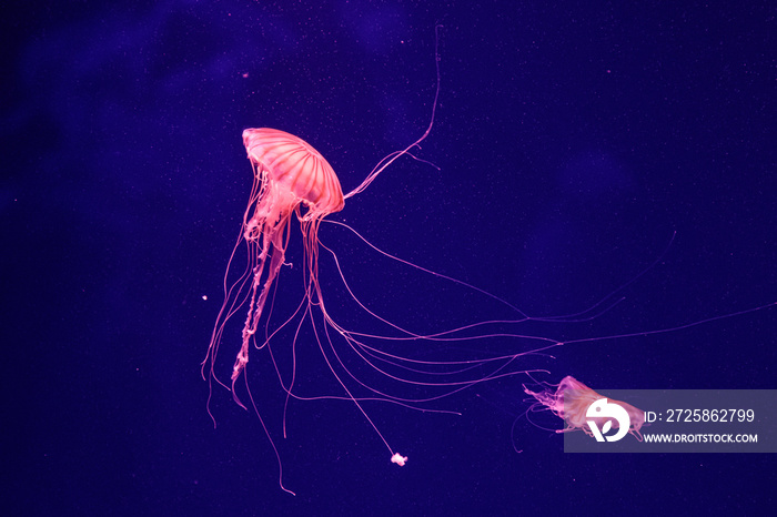 macro of a beautiful jellyfish chrysaora quinquecirrha