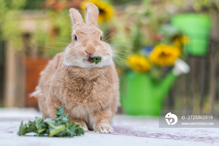 Rufus Rabbit eats kale head on with sunflowers in background