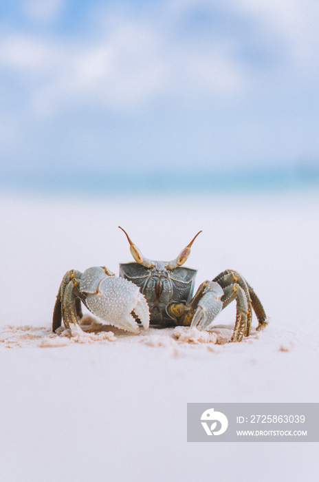 海边海滩上可爱的小螃蟹