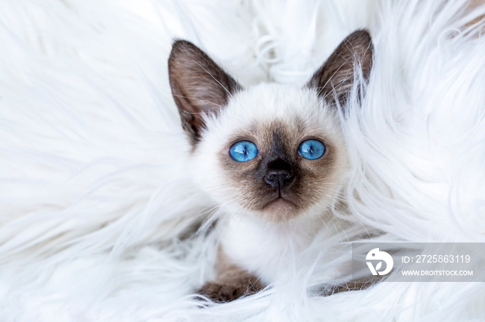 Pet animal; cute siamese cat