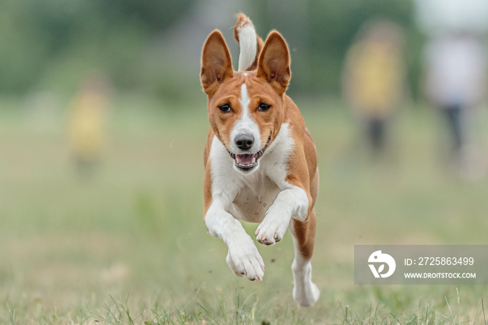 Basenji dog running lure coursing competition on field