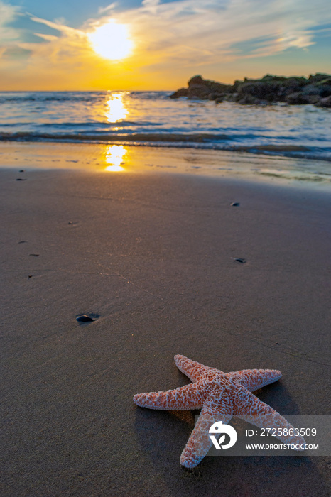 日落时田园诗般海滩上的海星。自然、旅行、海滩、度假、放松和m的概念