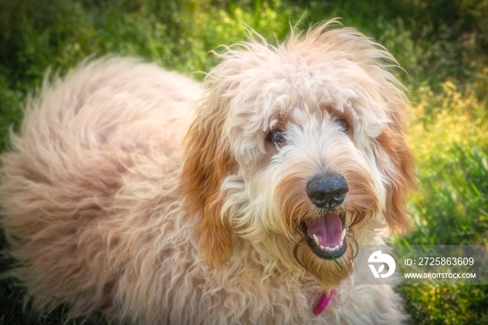 Goldendoodles are a canine mix of a golden retriever and a poodle. This is a beautiful goldendoodle 